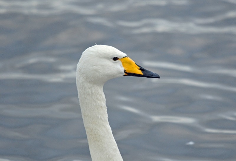 Whooper Swan - Whooper and Bewick's Swans