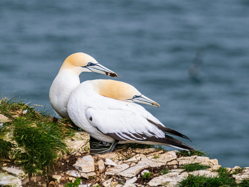 Gannets - Latest photos