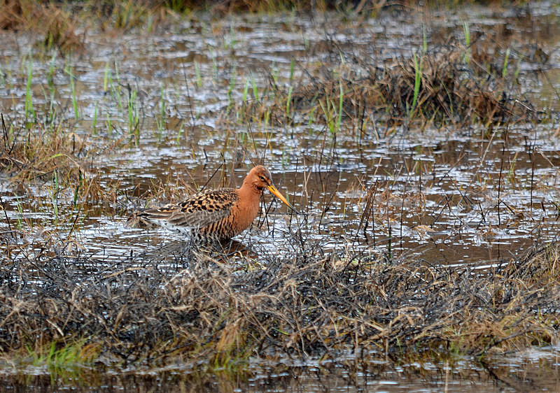 Black-tailed Godwit - North east Iceland