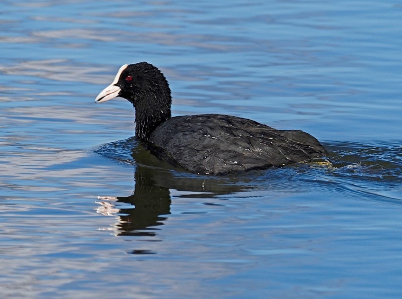 Coot - Crakes and rails