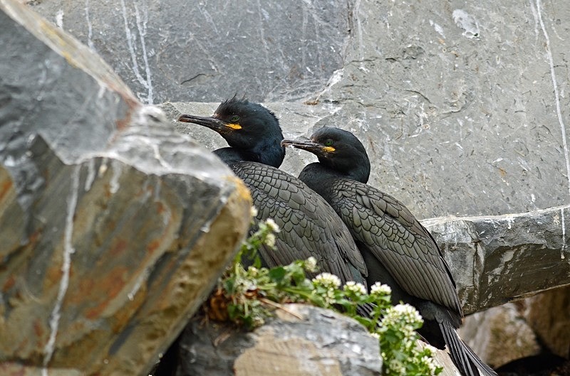 Shags - North Norway