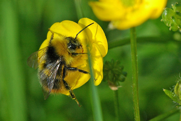 Early Bumblebee - Insects, beetles, spiders, etc.