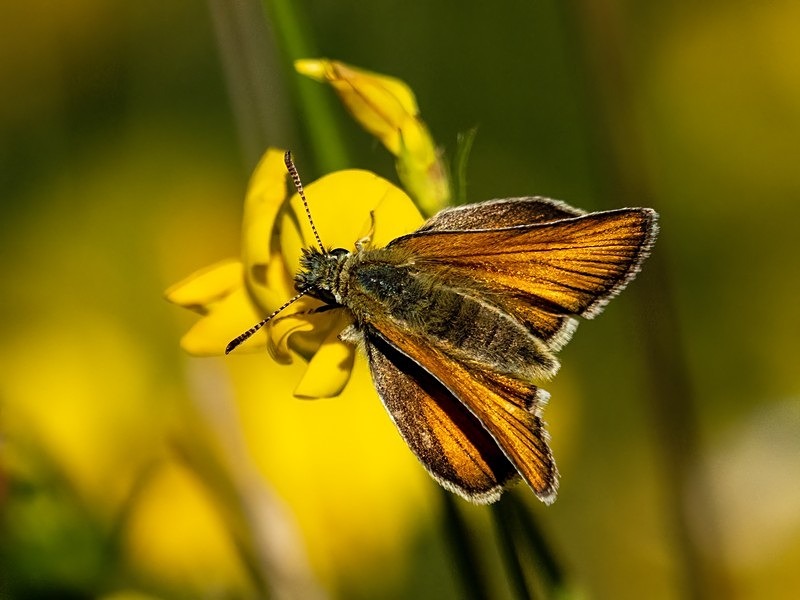 Essex Skipper - Butterflies
