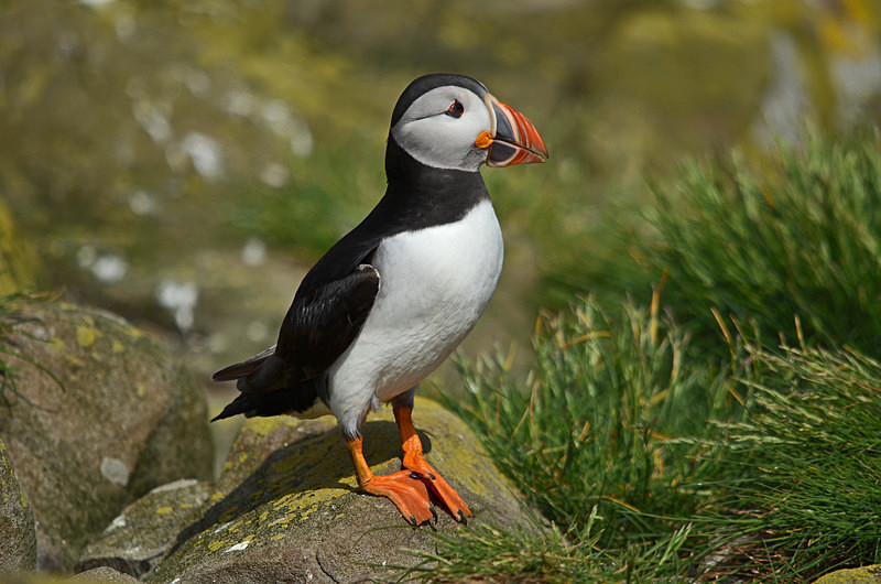 Puffin - Puffins