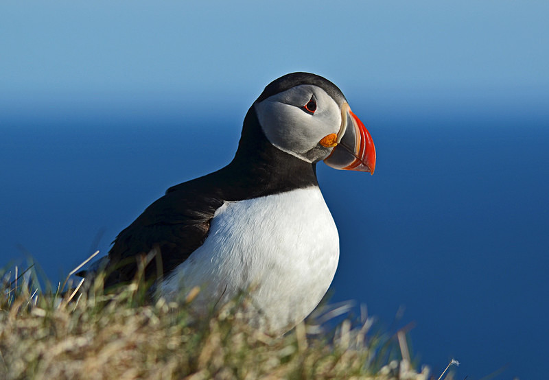 Puffin - Westfjords