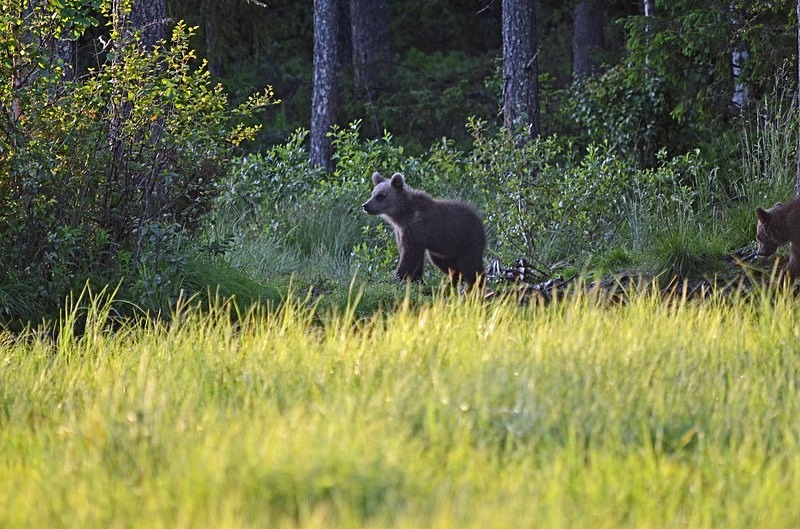 Brown Bear cub - North Finland - part 2