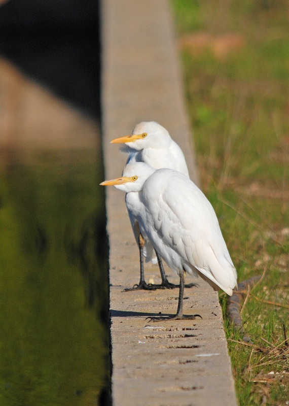 Cattle Egrets - Catalunya