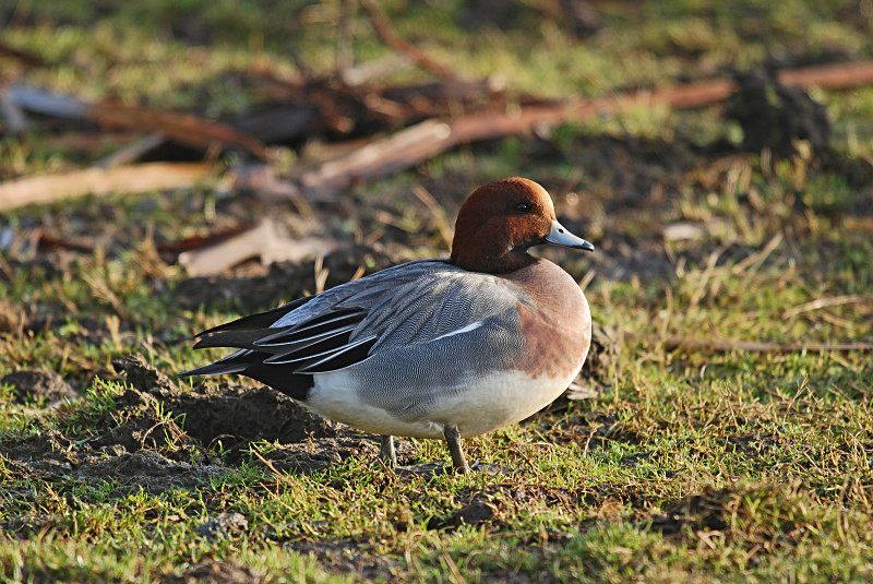 Wigeon - Dabbling ducks