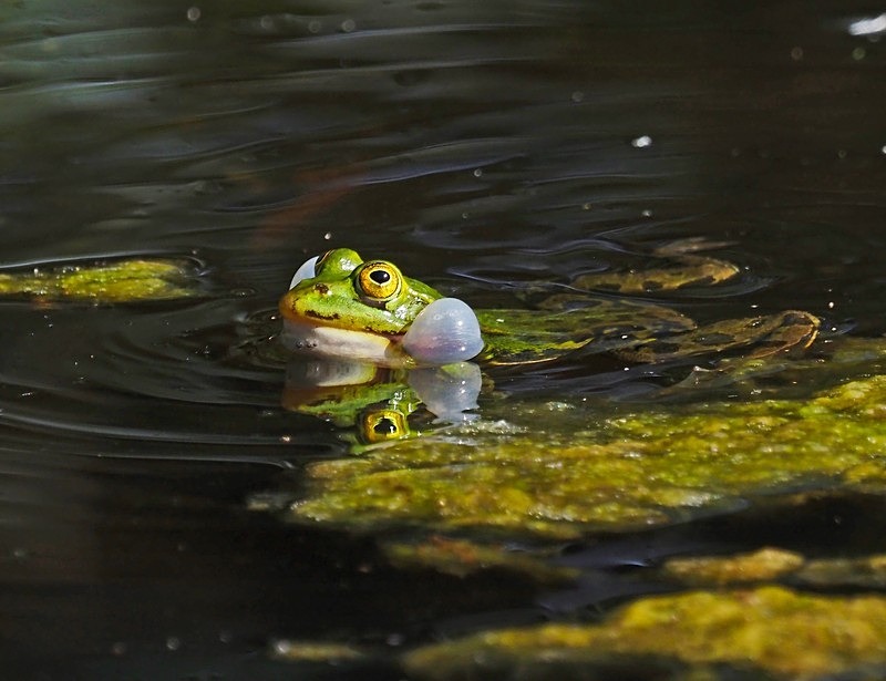 Edible Frog - Frogs and toads