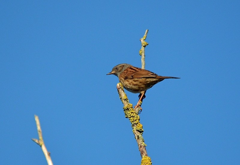 Dunnock - Dunnocks