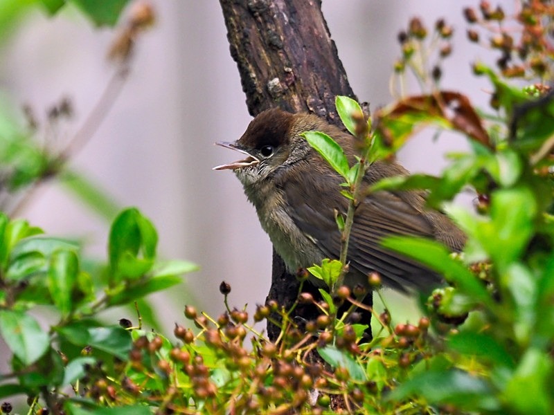 Juvenile Blackcap - Warblers