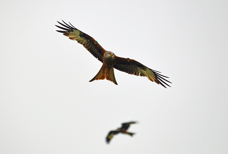 Red Kites - Birds of prey