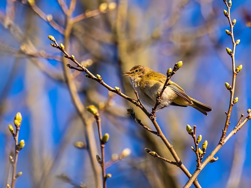 Chiffchaff - Warblers