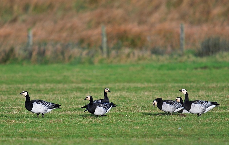 Barnacle Geese - Black geese