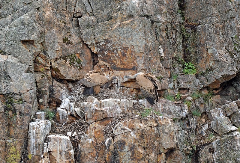 Griffon Vultures - South and west Spain - April and May 2012