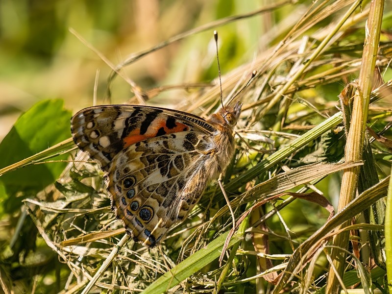 Painted Lady - Butterflies