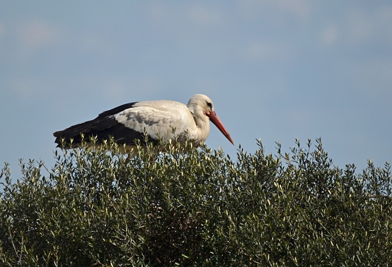White Stork - South and west Spain - April and May 2012
