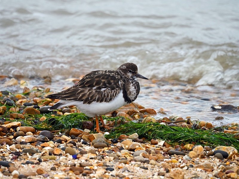 Turnstone - Sandpipers