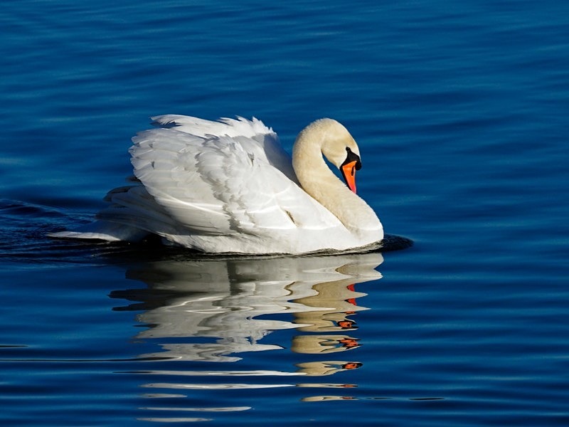 Mute Swan - Mute Swans