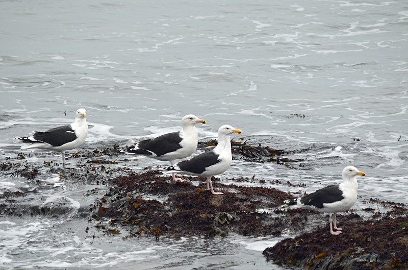 Great Black-backed Gulls - Ireland - January and February 2020