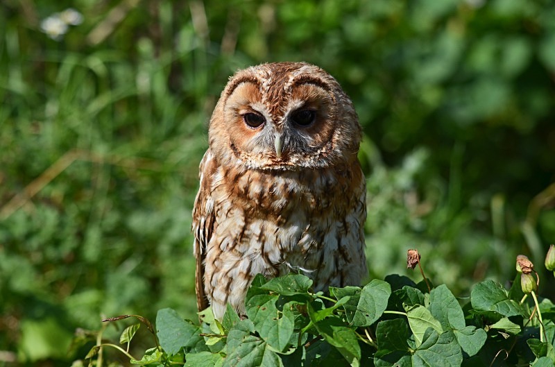 Tawny Owl - Tawny Owl