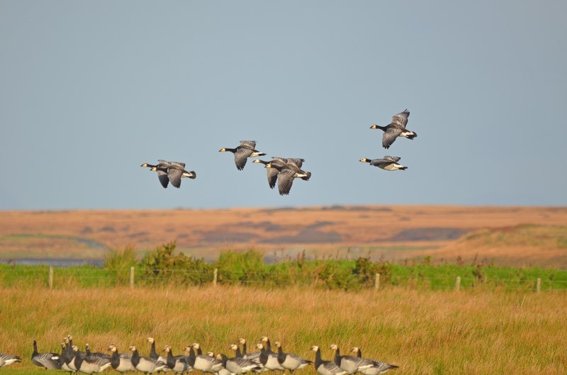 Barnacle Geese - Black geese