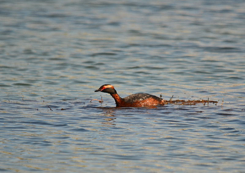 Slavonian Grebe - Estonia