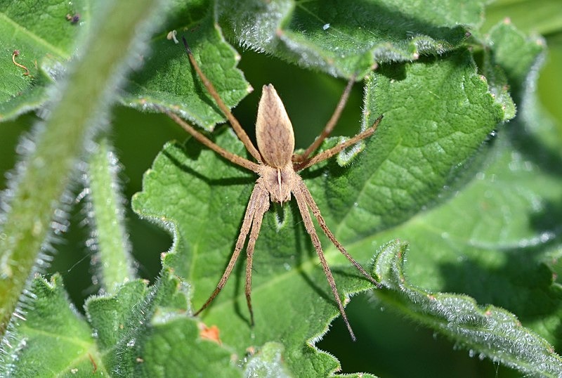 Nursery Web Spider - Insects, beetles, spiders, etc.