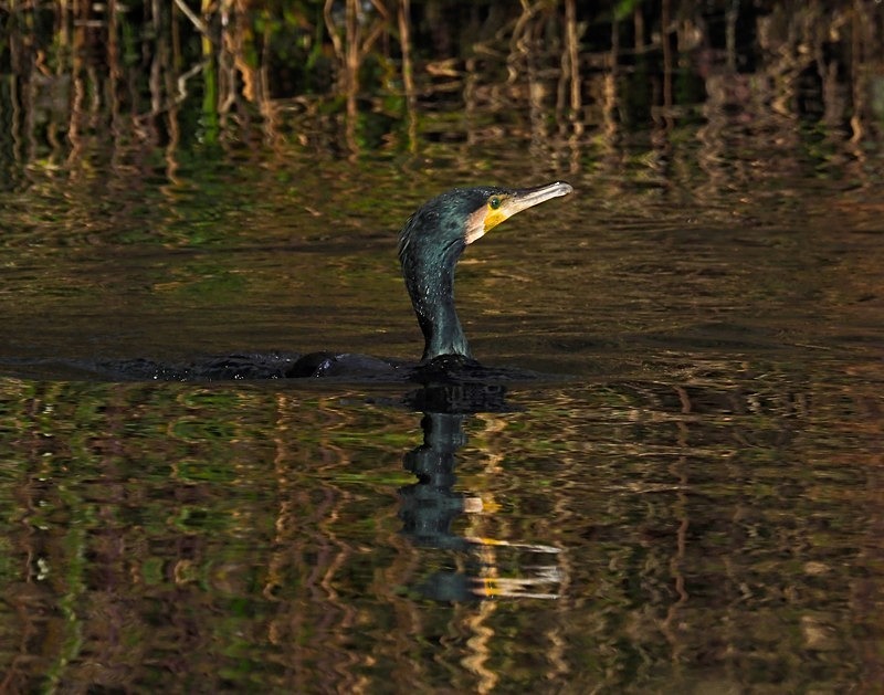 Cormorant - Cormorants and Shags