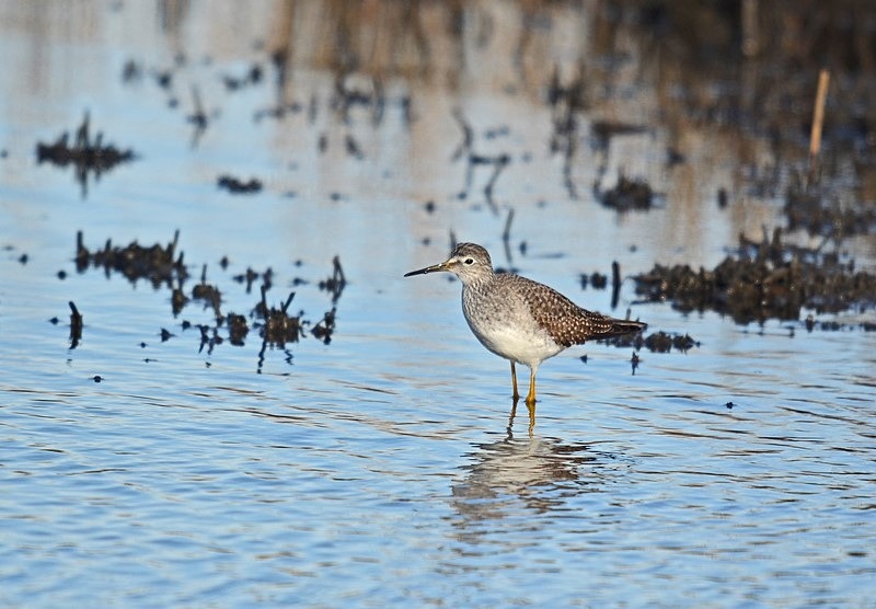 Lesser Yellowlegs - Sandpipers