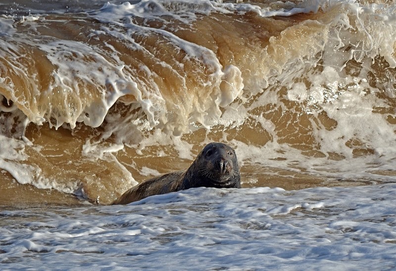 Atlantic Grey Seal - Atlantic Grey Seals