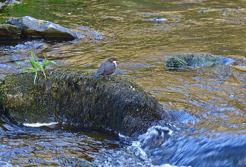 Dipper - Dippers