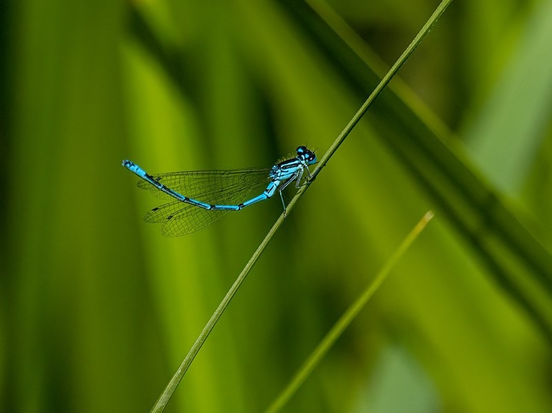 Azure Damselfly - Dragonflies and damselflies