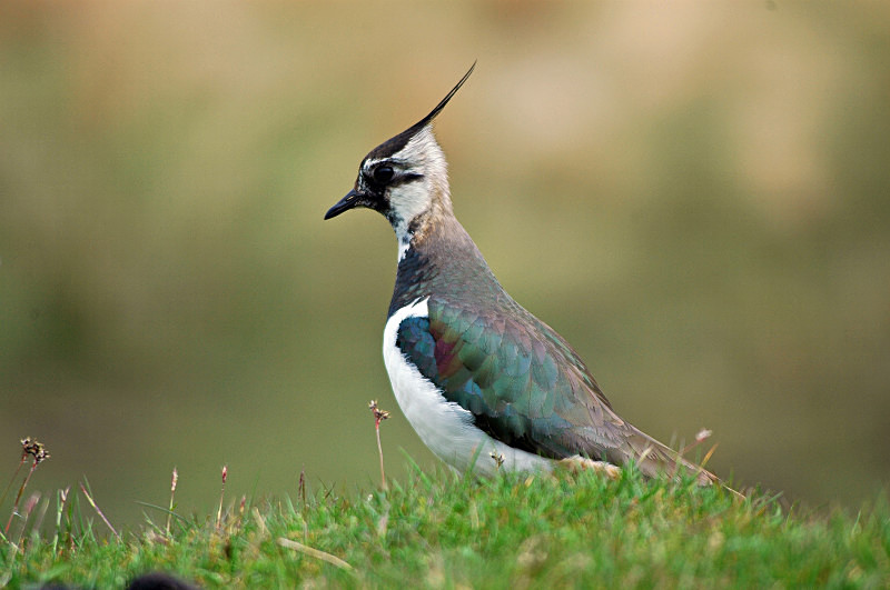 Lapwing - Plovers