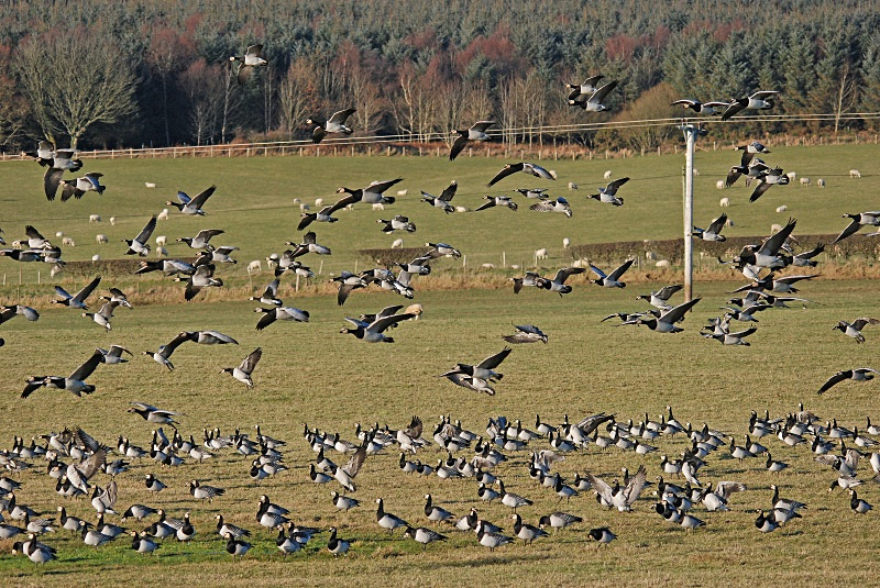 Barnacle Geese - Black geese