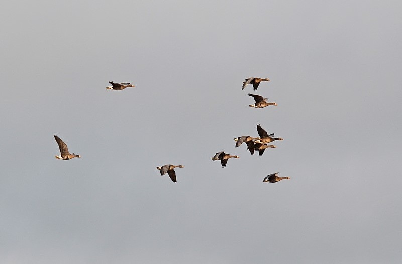 Greater (Greenland) White-fronted Geese - Ireland - January and February 2020