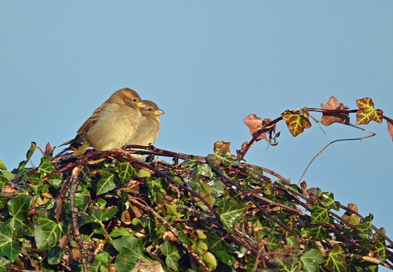 House Sparrows - Sparrows