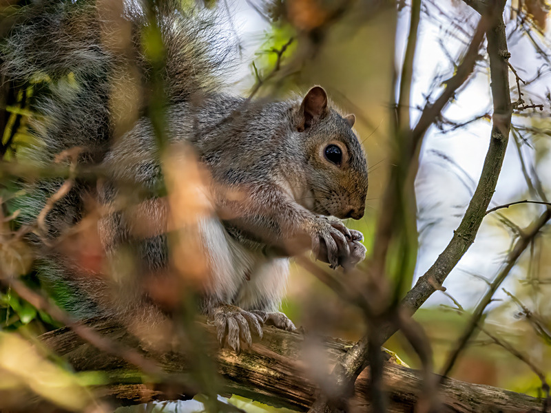 Grey Squirrel - Latest photos