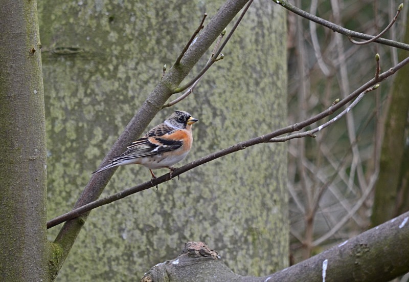 Brambling - Finches