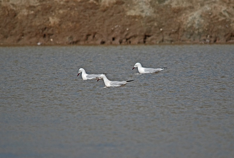 Slender-billed Gulls - South and west Spain - April and May 2012