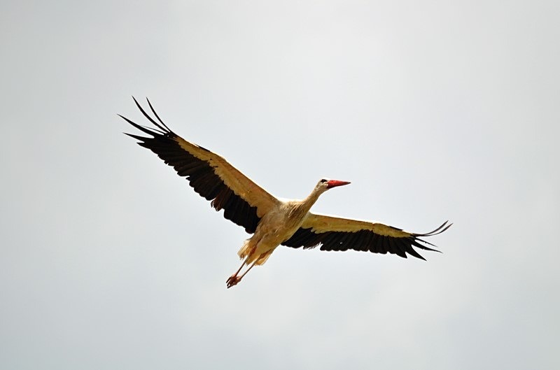 White Stork - Romania