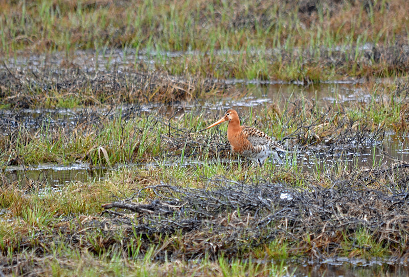 Black-tailed Godwit - North east Iceland