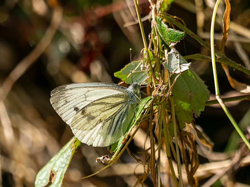 Green-veined White - Latest photos