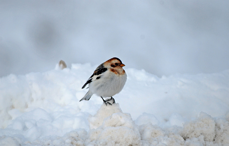Snow Bunting - Buntings