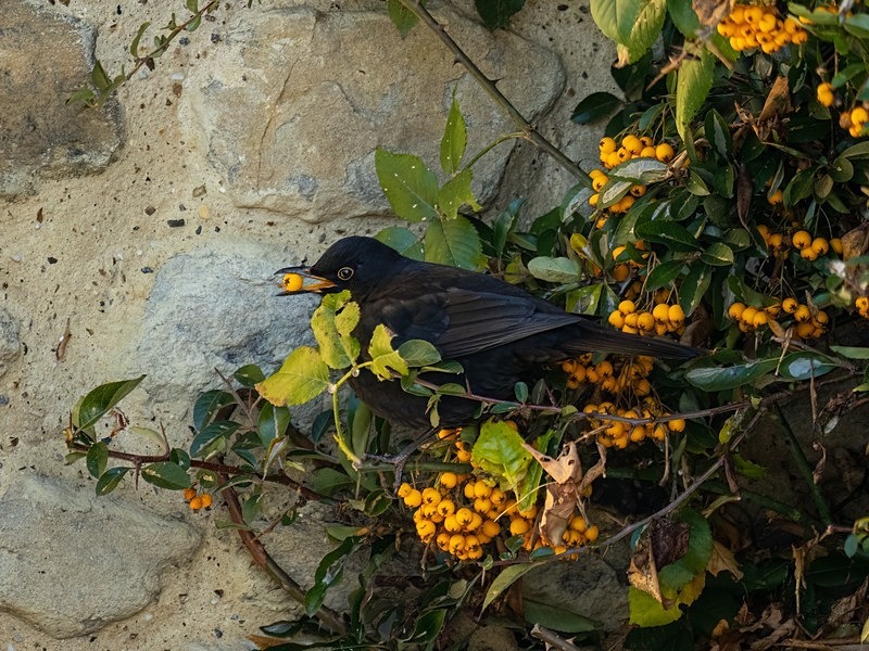 Blackbird - Thrushes