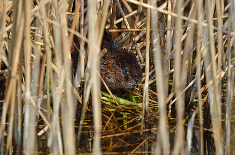 April 2015 - Water Vole - Photos of the month