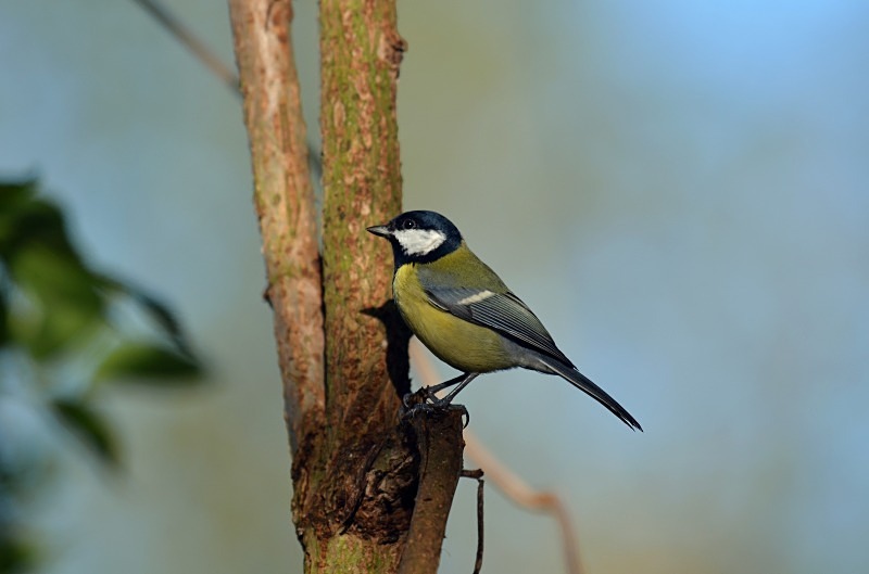 Great Tit - Tits