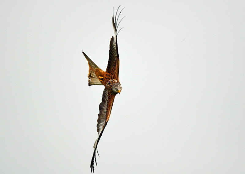 Red Kite - Birds of prey
