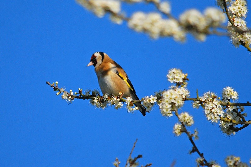 Goldfinch - Finches