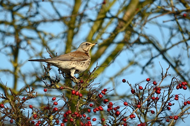 Fieldfare - Thrushes